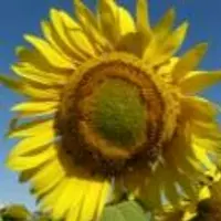 Насіння соняшнику ЕЛІТСОН, новий, перспективний, урожайний гібрид